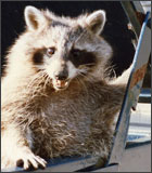 raccoon